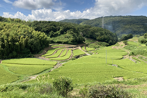 生田の棚田